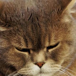 Chubby cats wallpaper