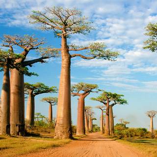 Baobab tree wallpaper