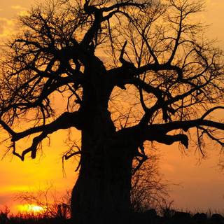 Baobab tree wallpaper
