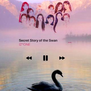 Izone Secret Story of The Swan wallpaper