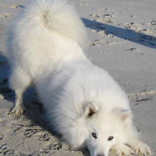 American Eskimo wallpaper