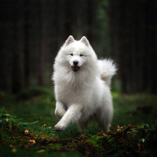 American Eskimo wallpaper
