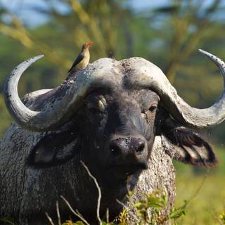 African buffalo wallpaper