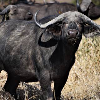 African buffalo wallpaper
