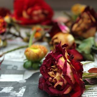 Dead roses desktop wallpaper