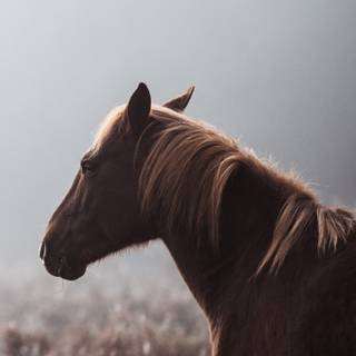 Crazy horse wallpaper