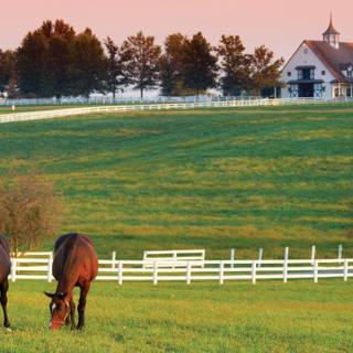 Horse farm wallpaper