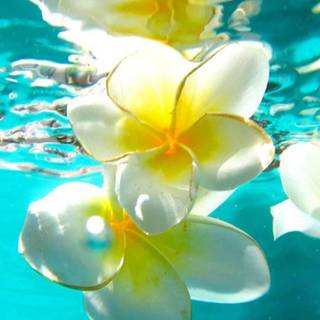Summer flowers ocean wallpaper