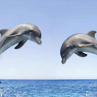Bottlenose dolphin wallpaper