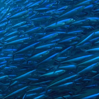 Deep sea fish wallpaper