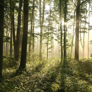 Deciduous forest wallpaper