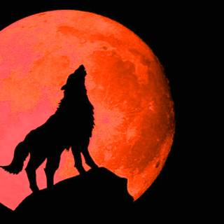 Orange wolf wallpaper