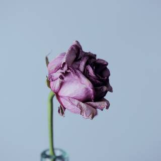 Droopy roses wallpaper