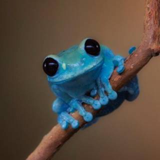 Frog cute wallpaper