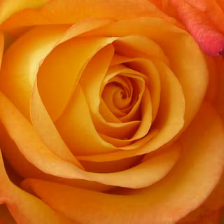 Peach rose wallpaper