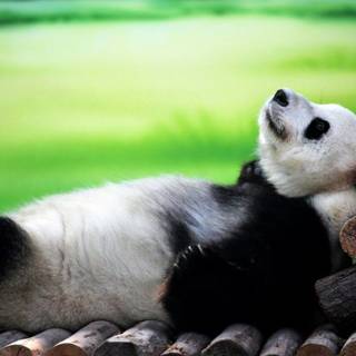 Sleeping panda wallpaper
