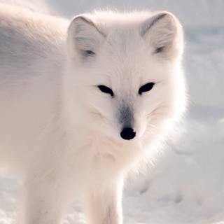 Animal iPhone wallpaper