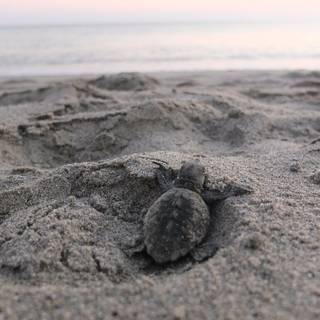 Summer turtles wallpaper