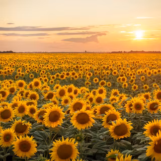 Sunflower with stretch wallpaper