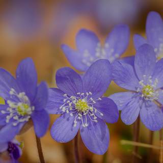 Pechenocna flowers wallpaper