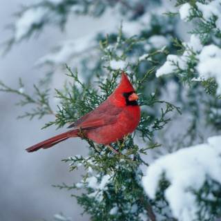 Cardinal wallpaper