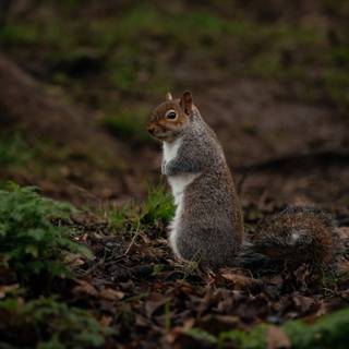 Funny squirrel wallpaper