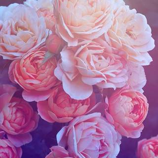 Aesthetic floral wallpaper