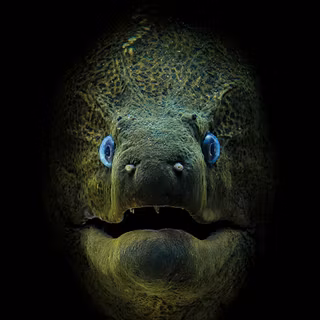 Moray eel wallpaper