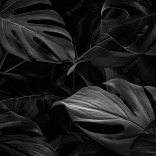 Black stylish wallpaper