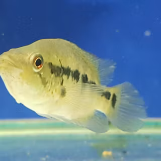 Central American fish wallpaper