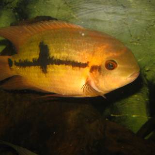 Central American fish wallpaper
