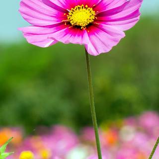 Summer wildflower wallpaper