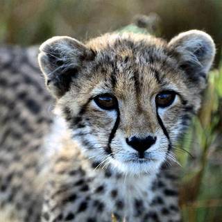 Cool cheetah wallpaper