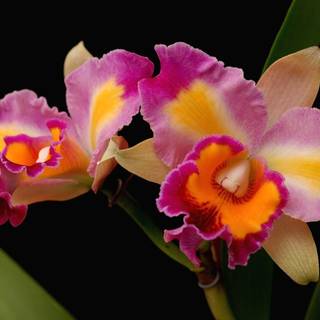Cattleya wallpaper