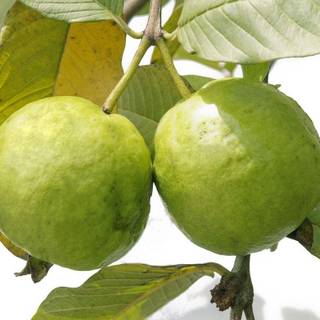 Guava tree wallpaper