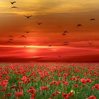 Flower farm wallpaper