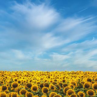 Flower farm wallpaper