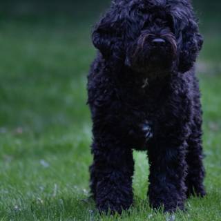 Black Poodle wallpaper