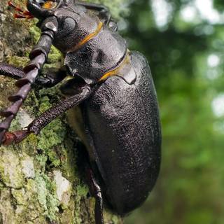 Black beetle wallpaper