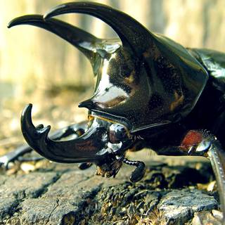 Black beetle wallpaper