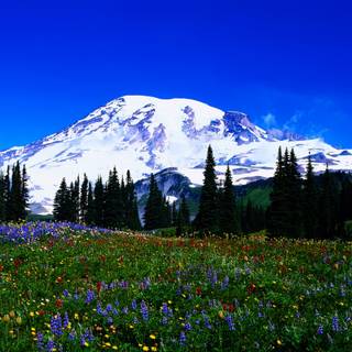 Late winter wallpaper