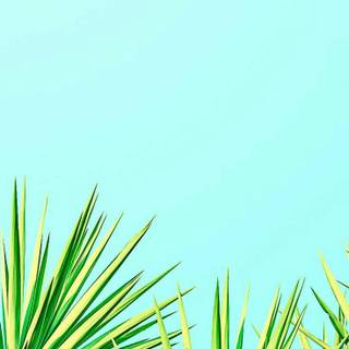Aesthetic minimalistic summer wallpaper