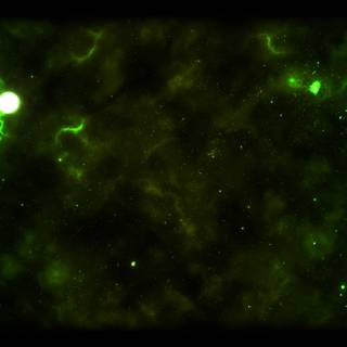 Green profile wallpaper