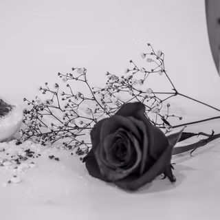 Black rose flower wallpaper