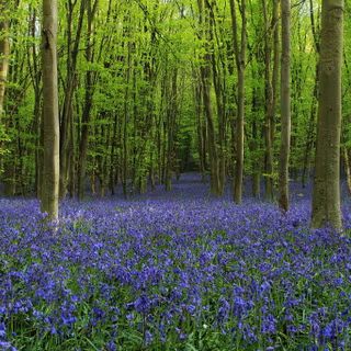 Flower meadow wallpaper