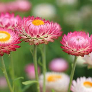 Flower meadow wallpaper