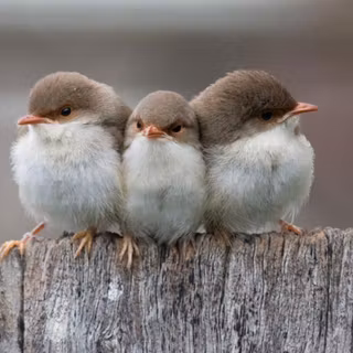 Small birds wallpaper