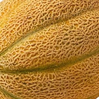 Cantaloupe wallpaper