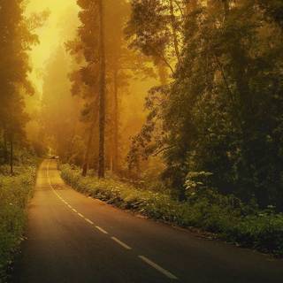 Forest road with car wallpaper
