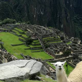 Machu Picchu Android wallpaper